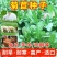 将军菊苣种子大叶菊苣草种子多年生四季牧草猪牛羊鸡鸭鹅鱼草