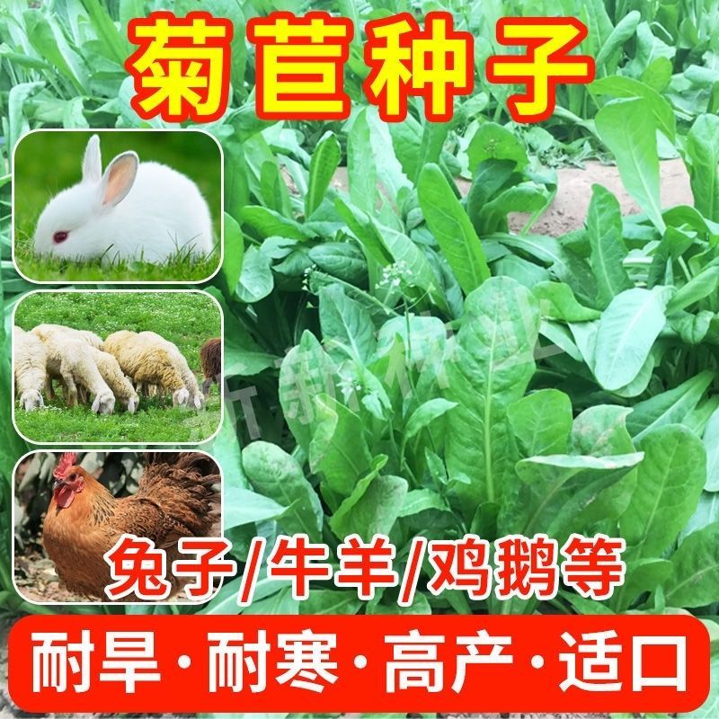 将军菊苣种子大叶菊苣草种子多年生四季牧草猪牛羊鸡鸭鹅鱼草