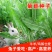 将军菊苣种子大叶菊苣草种子多年生四季牧草猪牛羊鸡鸭鹅鱼草