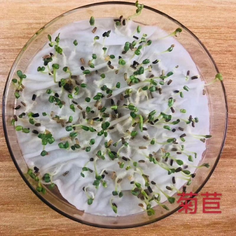 将军菊苣种子大叶菊苣草种子多年生四季牧草猪牛羊鸡鸭鹅鱼草