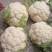 汉中菜花带叶实菜花乳白紧花产地直发一手货源视频看货