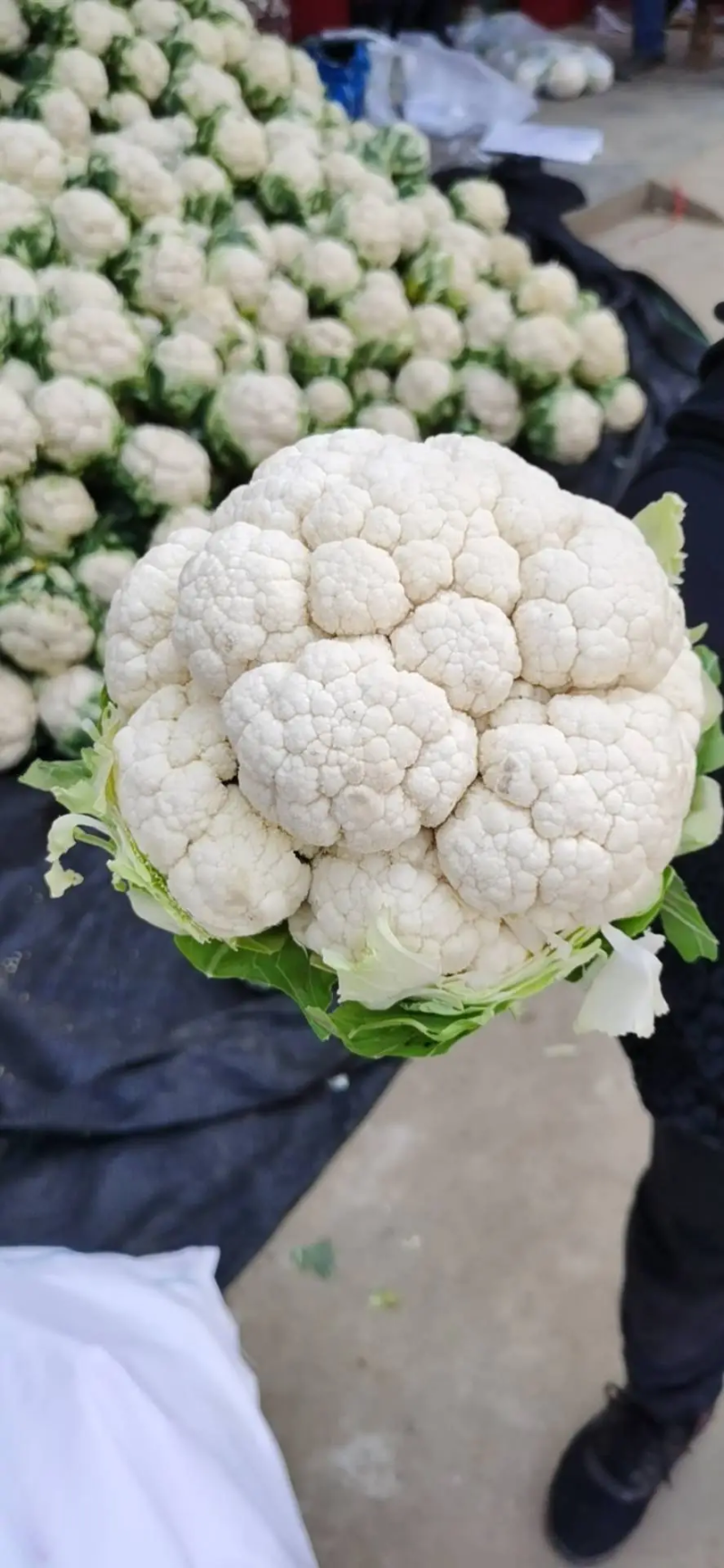 汉中菜花带叶实菜花乳白紧花产地直发一手货源视频看货