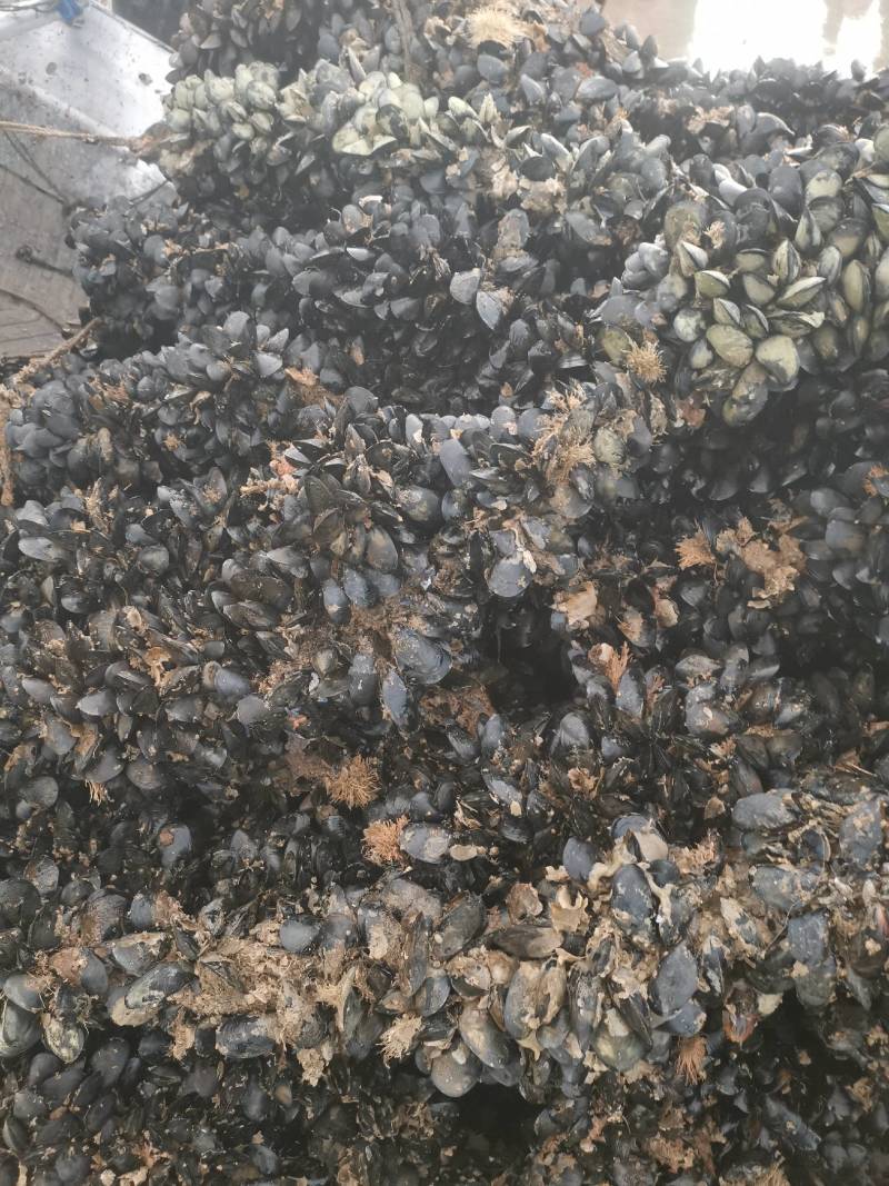 大家好，我是山东日照的，给大家介绍一下产品海虹，大量有货