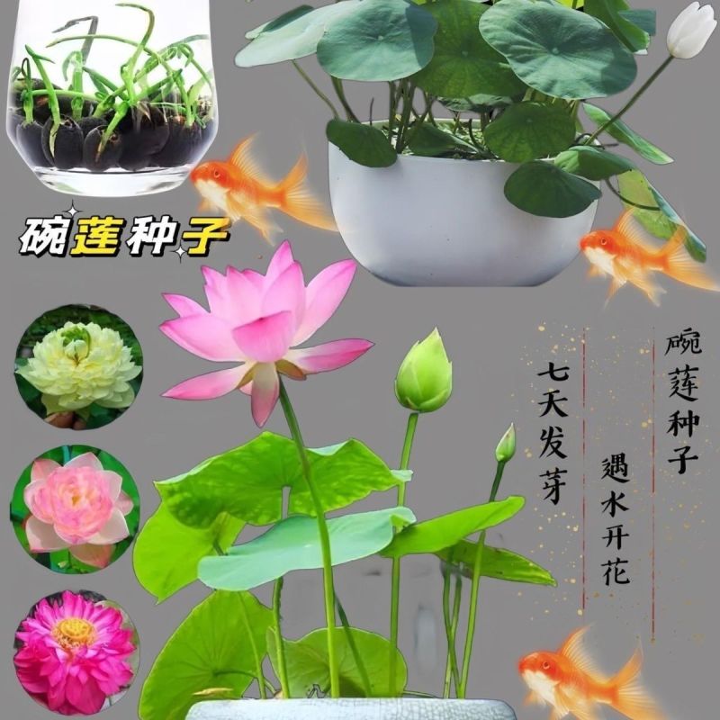 开口碗莲种子四季播种水培盆栽荷花睡莲花种籽绿植水生花卉绿