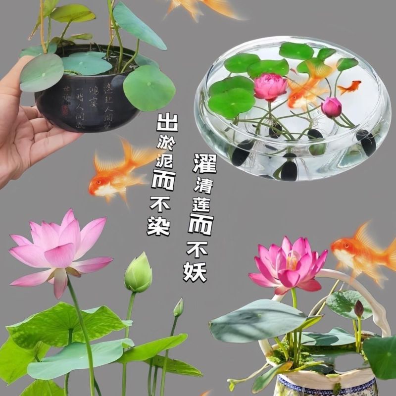 开口碗莲种子四季播种水培盆栽荷花睡莲花种籽绿植水生花卉绿