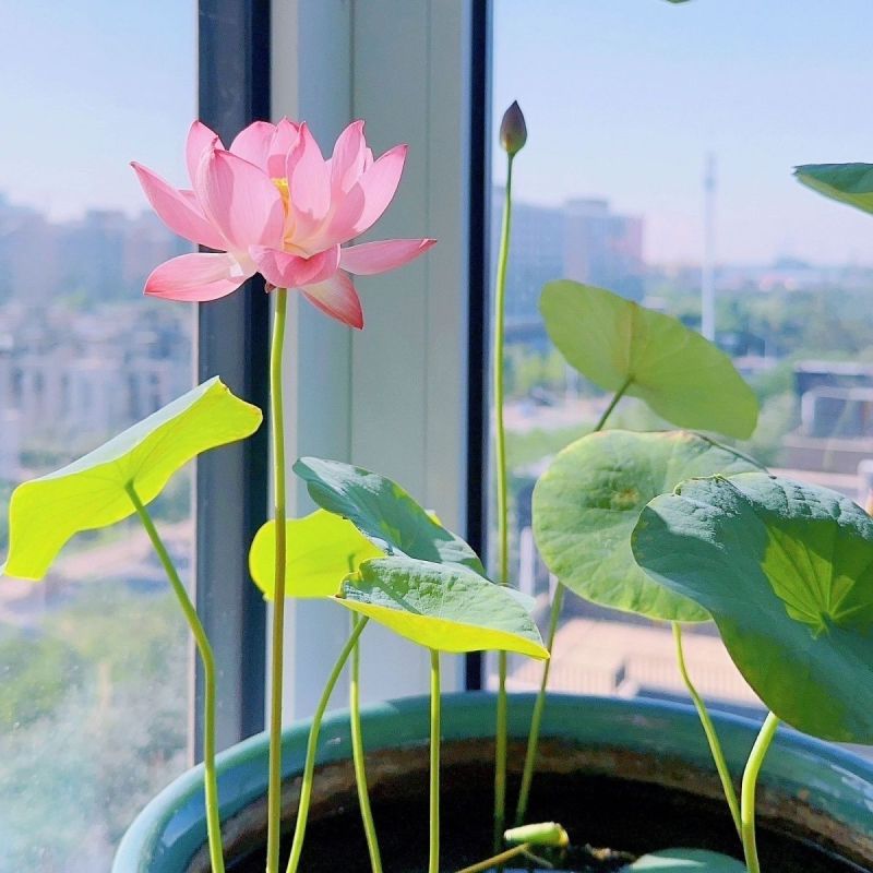 开口碗莲种子四季播种水培盆栽荷花睡莲花种籽绿植水生花卉绿