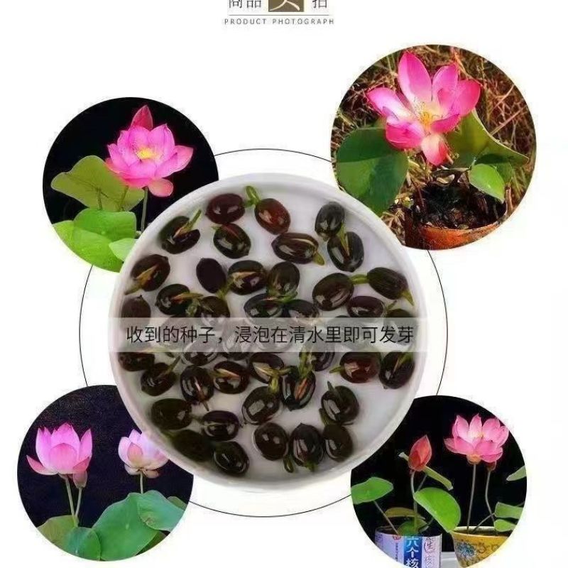 开口碗莲种子四季播种水培盆栽荷花睡莲花种籽绿植水生花卉绿