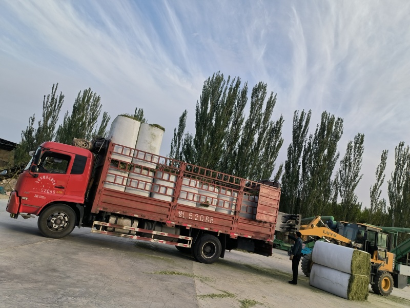 优质加密包苜蓿草甘肃玉门胜陇源草业优质苜蓿草种植基地