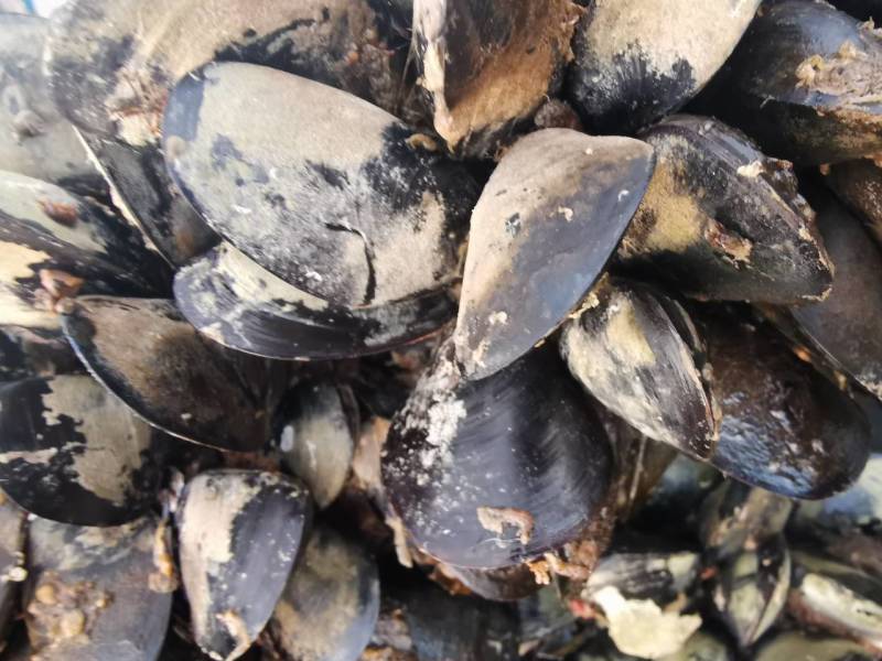 山东日照海虹贻贝，山东海虹，品质保证新鲜鲜货大量有货