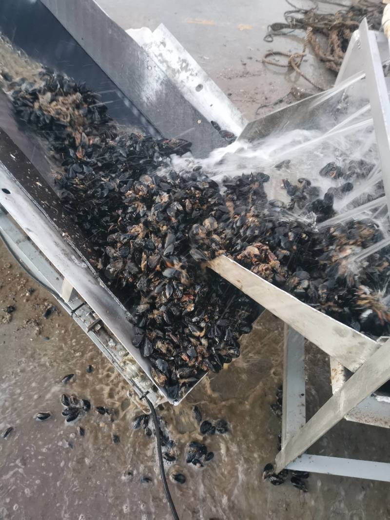 山东日照海虹贻贝，山东海虹，品质保证新鲜鲜货大量有货