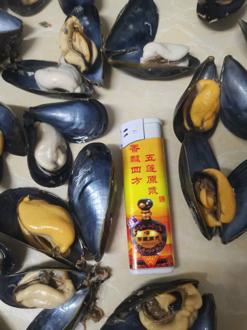 山东日照海虹贻贝，山东海虹，品质保证新鲜鲜货大量有货