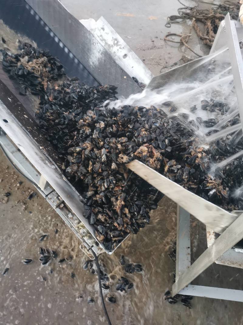 山东日照海虹贻贝，山东海虹，品质保证新鲜鲜货大量有货