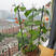圆叶茑萝种子橙红茑萝盆栽花卉攀援缠绕爬藤花草盆栽庭院阳台
