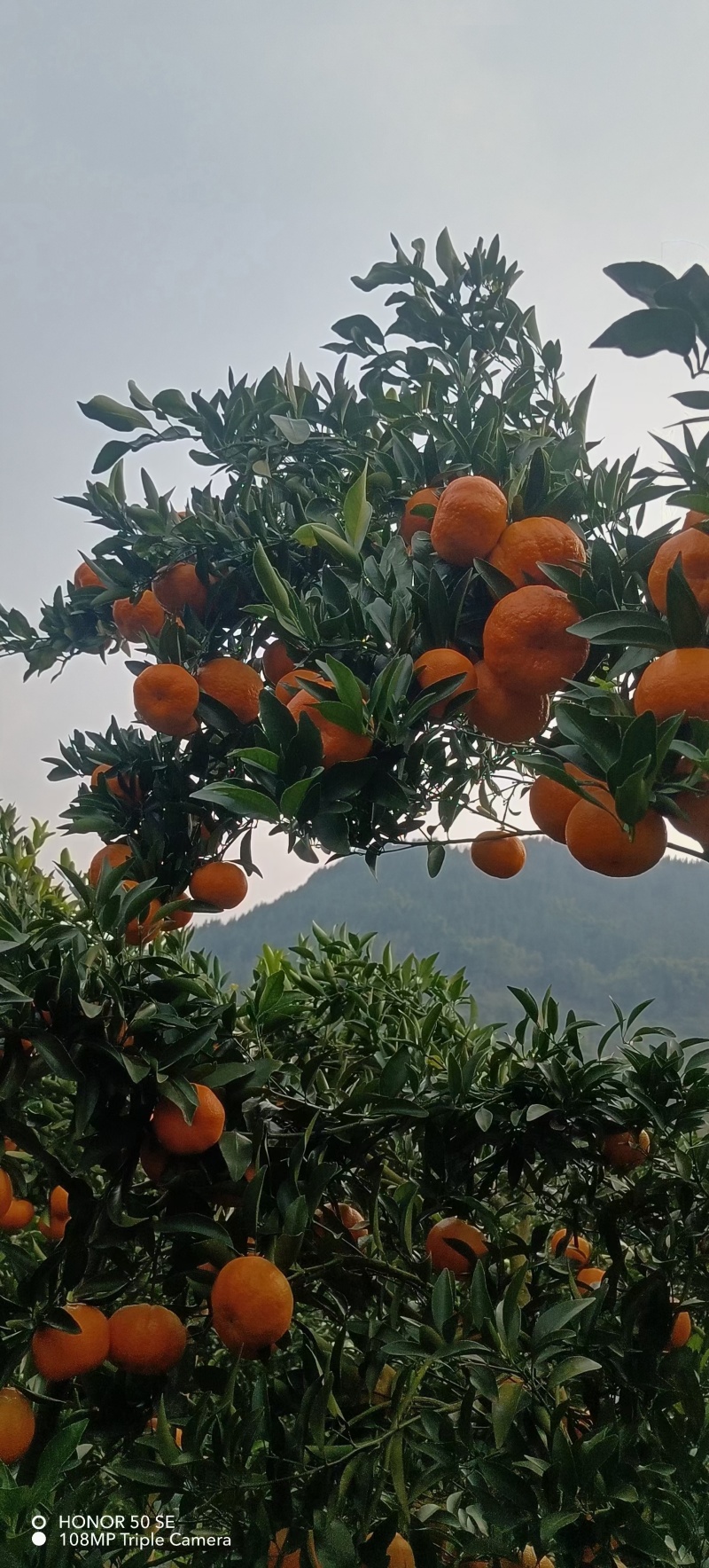 重庆四川耙耙柑大量有货中