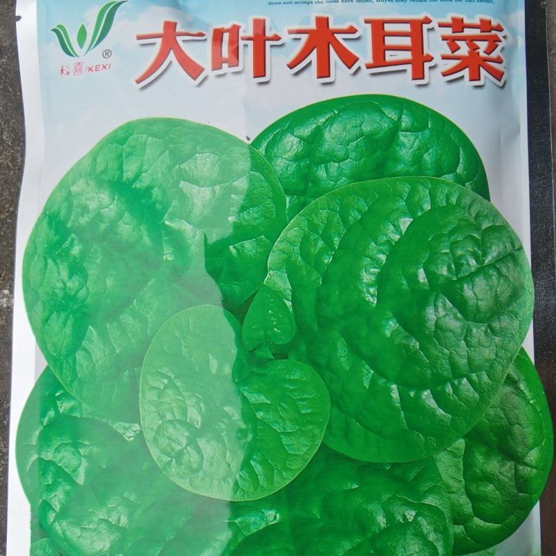木耳菜种子大叶木耳菜科喜牌大圆叶叶片肥厚生长快速高产