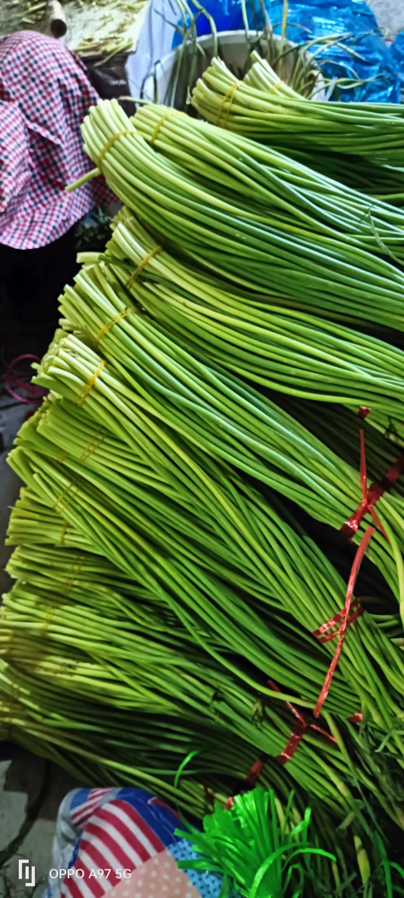 山东蒜薹，冷库红帽蒜薹，加工小把，条形直颜色绿，对接电商
