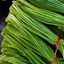 山东蒜薹，冷库红帽蒜薹，加工小把，条形直颜色绿，对接电商