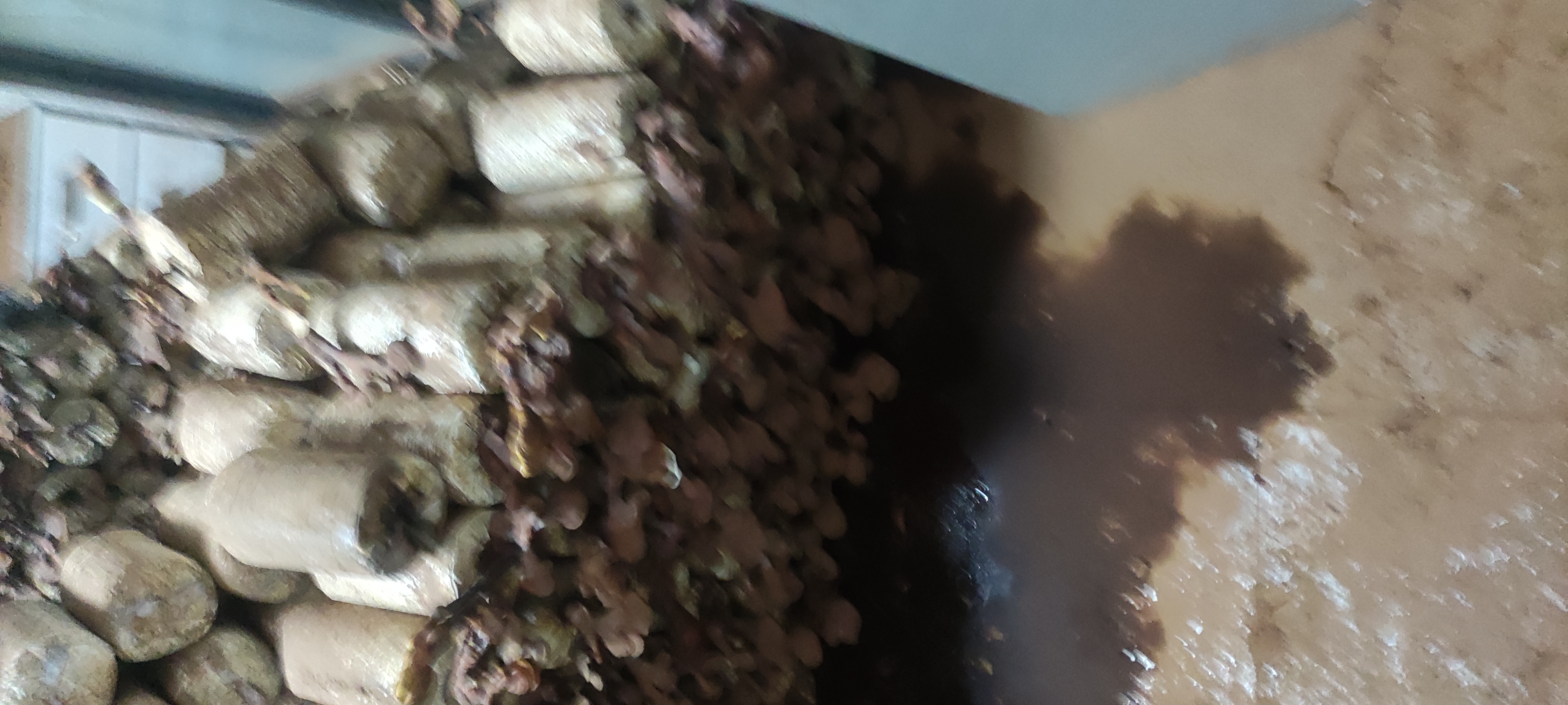 芝麻田间健康生长对比图