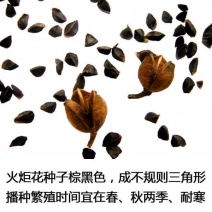 新采火炬花种子花海种子火炬花红火棒火把莲种籽四季可播景观