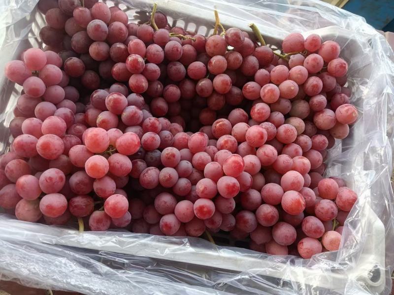 河北涿鹿县红提涿鹿红提葡萄通货精品都有货源充足