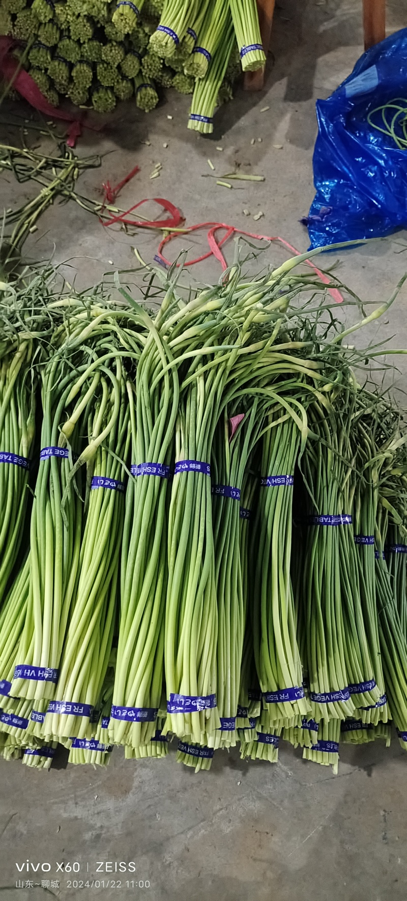 聊城~红帽蒜薹~聊城~大张本地货~全年供应