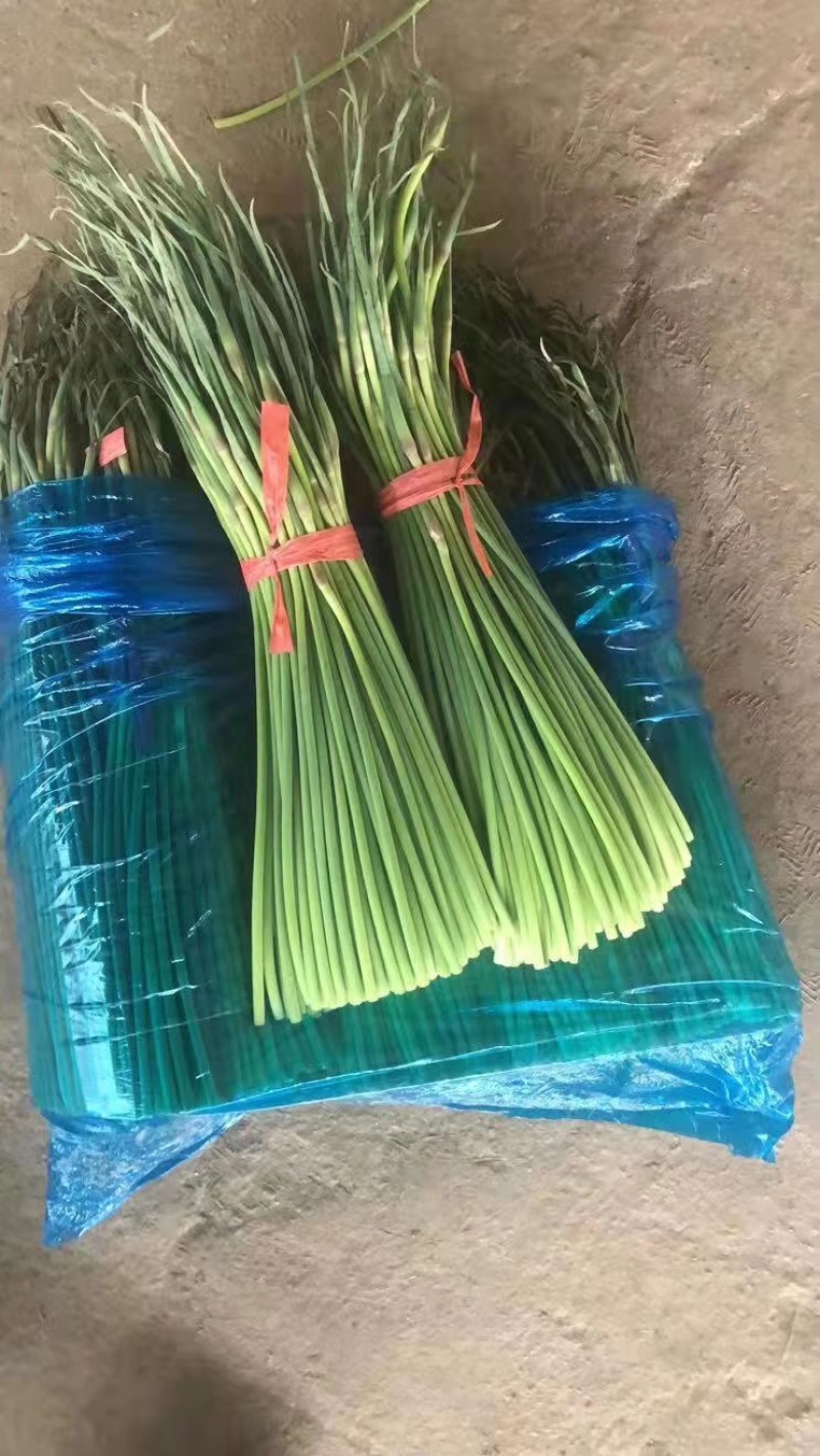 聊城~红帽蒜薹~聊城~大张本地货~全年供应