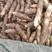 【香芋种子】产地植发，每亩高大5000斤至一万斤成活率高