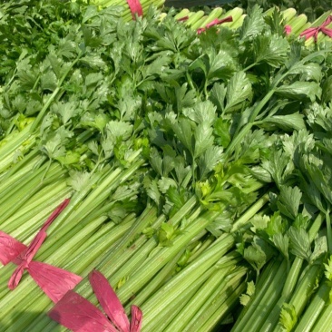 【芹菜】河南中小西芹芹菜，大量批发，商场，电商有需要联系