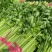 【芹菜】河南中小西芹芹菜，大量批发，商场，电商有需要联系