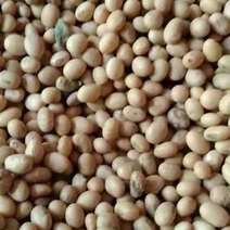 产地大量优质黄豆（豆子）低价批发出售
