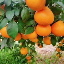 爱媛38果冻橙产区一手货源实力代办保质保量