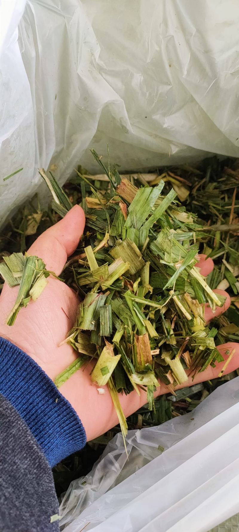 甘蔗尾粉碎！发效！压包！水份安全！质量安稳