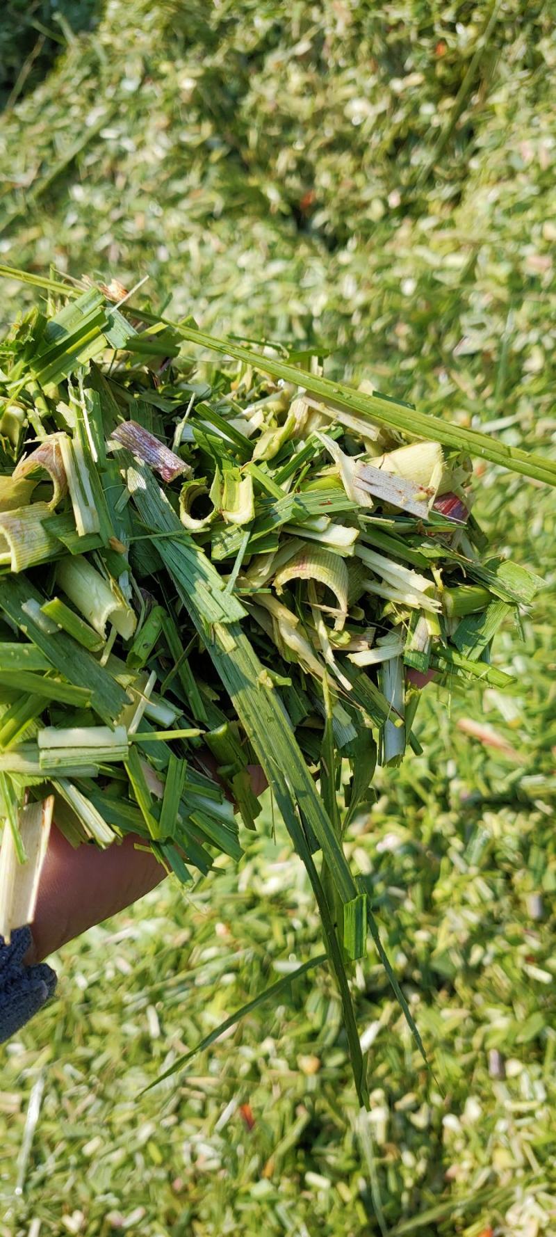 甘蔗尾粉碎！发效！压包！水份安全！质量安稳