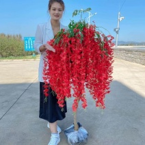 紫藤花树苗盆栽爬藤都可以当年开花国旗红藤树苗紫藤花苗