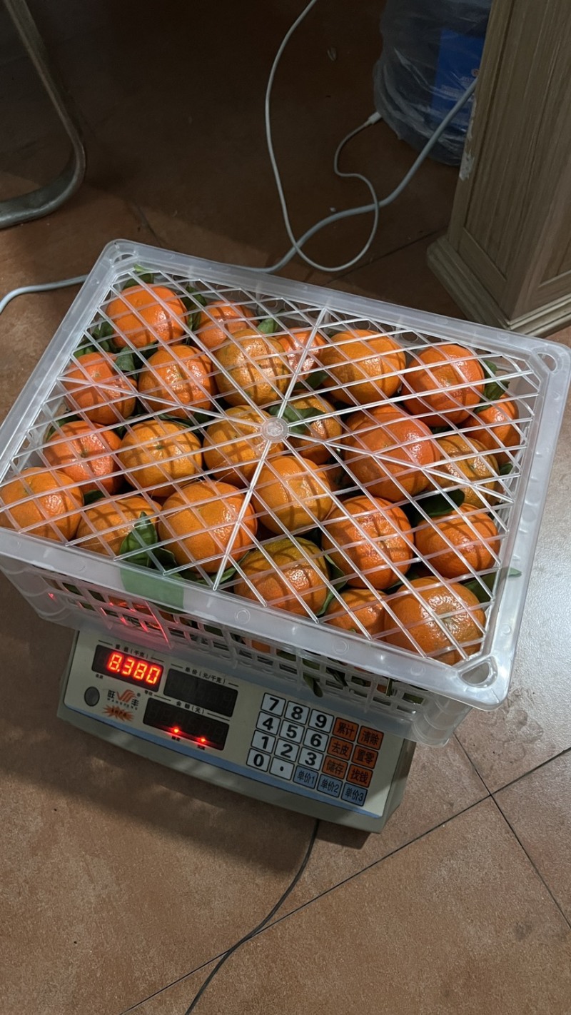 （W）莫科特三月红大量上市货源充足质量保证