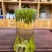 1斤【实拍】新茶雀舌全芽尖茶叶嫩芽绿茶毛尖浓香型