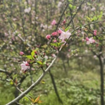 垂丝海棠