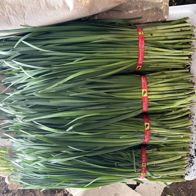 【优质推荐】韭菜辽宁凌海头刀韭菜铁托大量上市视频订货