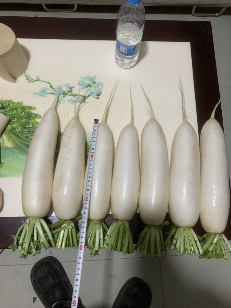 300亩白萝卜，12月开卖