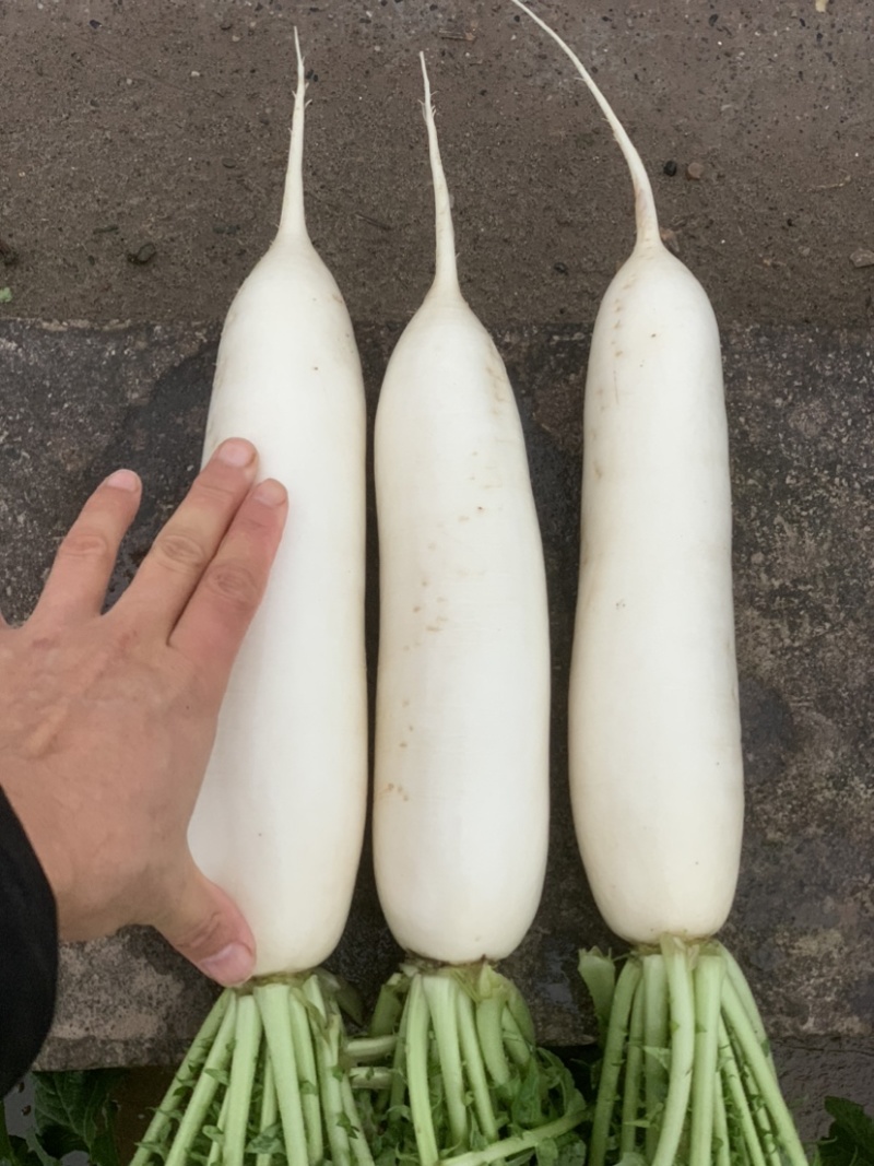 300亩白萝卜，12月开卖