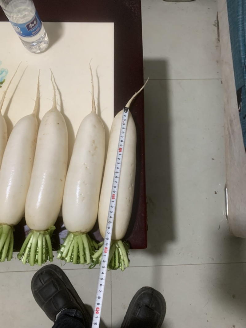 300亩白萝卜，12月开卖