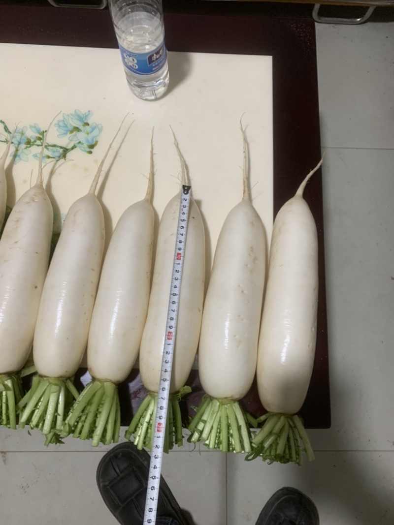 300亩白萝卜，12月开卖