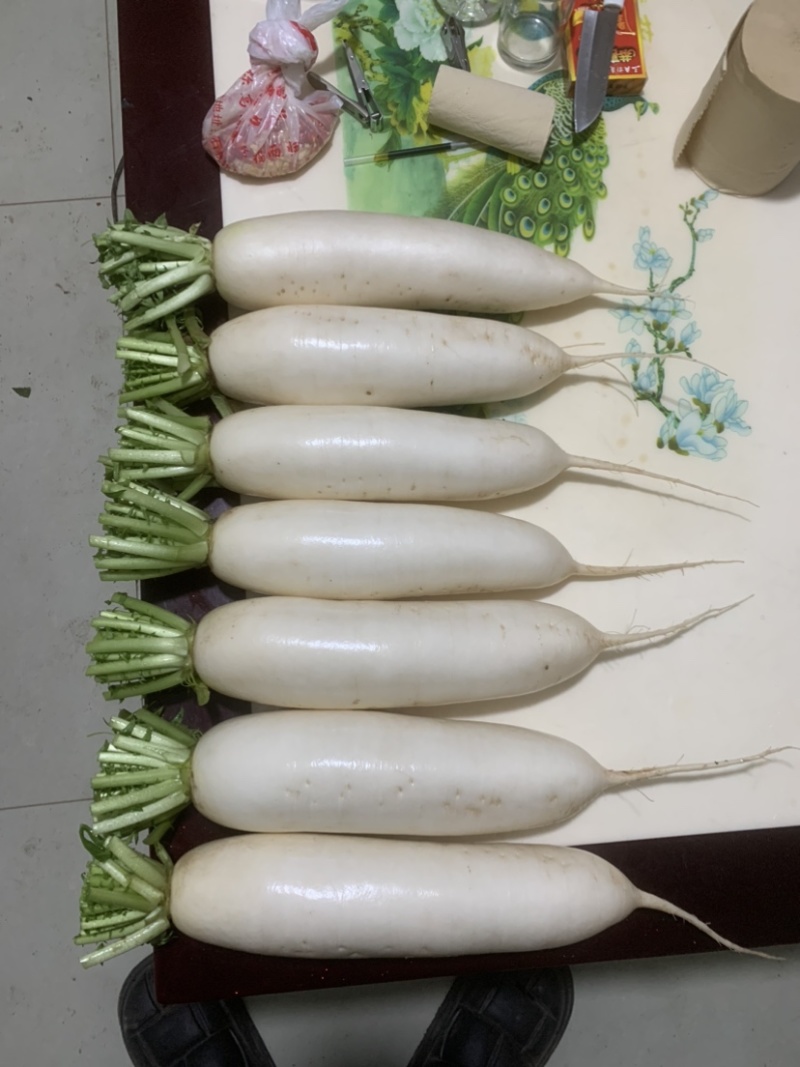 300亩白萝卜，12月开卖