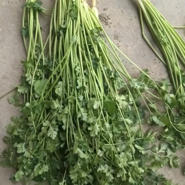 山东香菜种植基地临沂香菜批发价格日照香菜产地批发潍坊价格