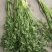 山东香菜种植基地临沂香菜批发价格日照香菜产地批发潍坊价格