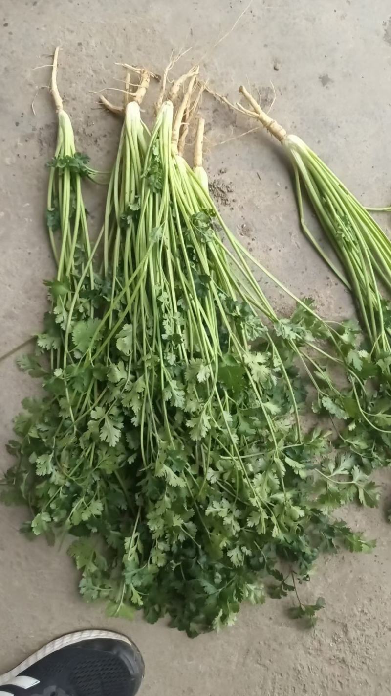 山东香菜种植基地临沂香菜批发价格日照香菜产地批发潍坊价格