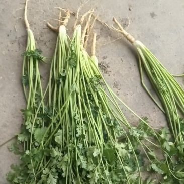 山东日照香菜批发价格临沂香菜种植基地潍坊香菜批发基地