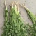 山东日照香菜批发价格临沂香菜种植基地潍坊香菜批发基地