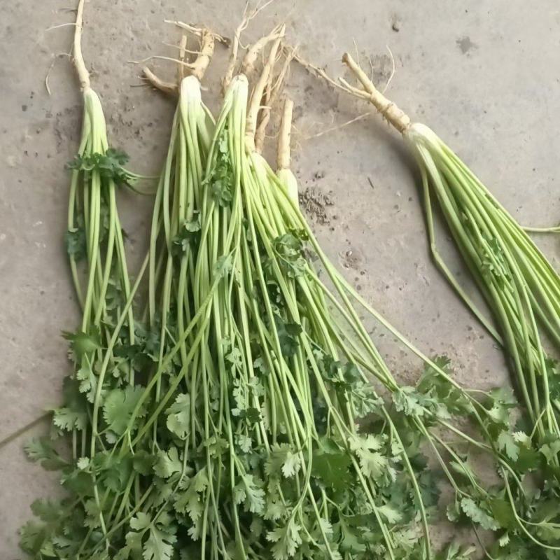 山东日照香菜批发价格临沂香菜种植基地潍坊香菜批发基地