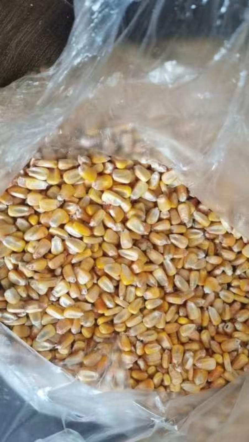 烘干玉米